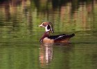 WoodDuck-0030.jpg