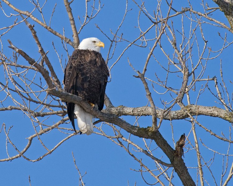 BaldEagle-0068