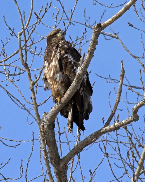 BaldEagle-0170
