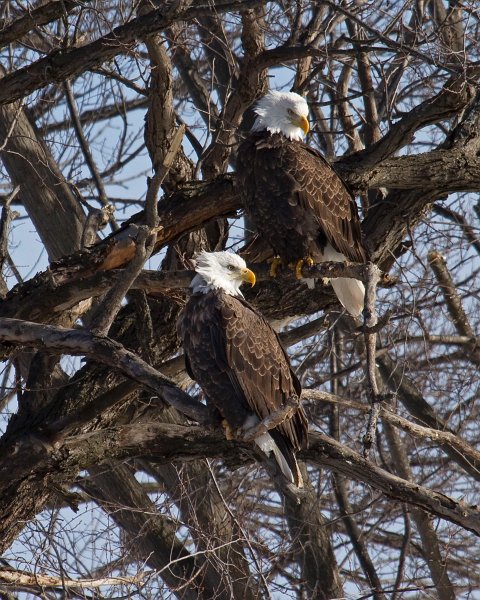 BaldEagle-0195