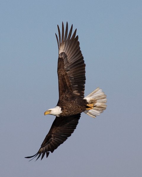 BaldEagle-0237