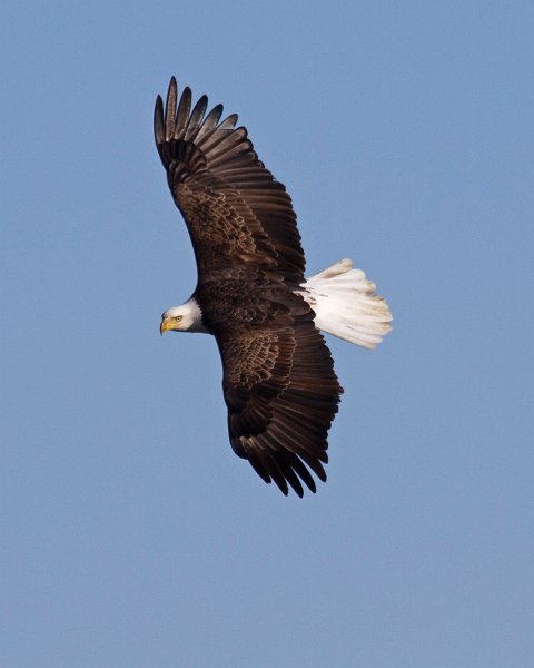 BaldEagle-0243