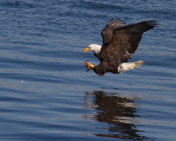 BaldEagle-0247