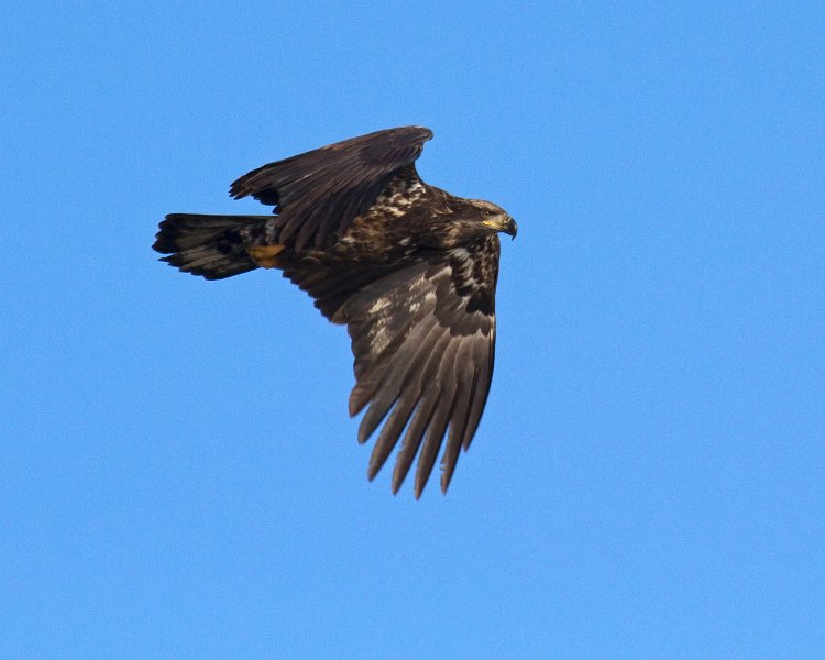 BaldEagle-0256