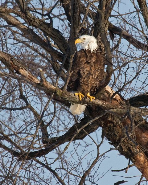 BaldEagle-0273