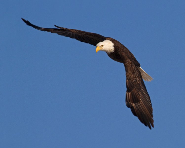 BaldEagle-0275