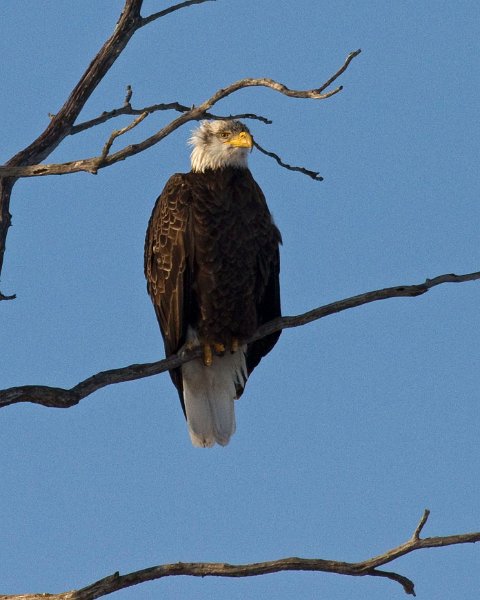 BaldEagle-0277