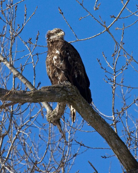 BaldEagle-0278