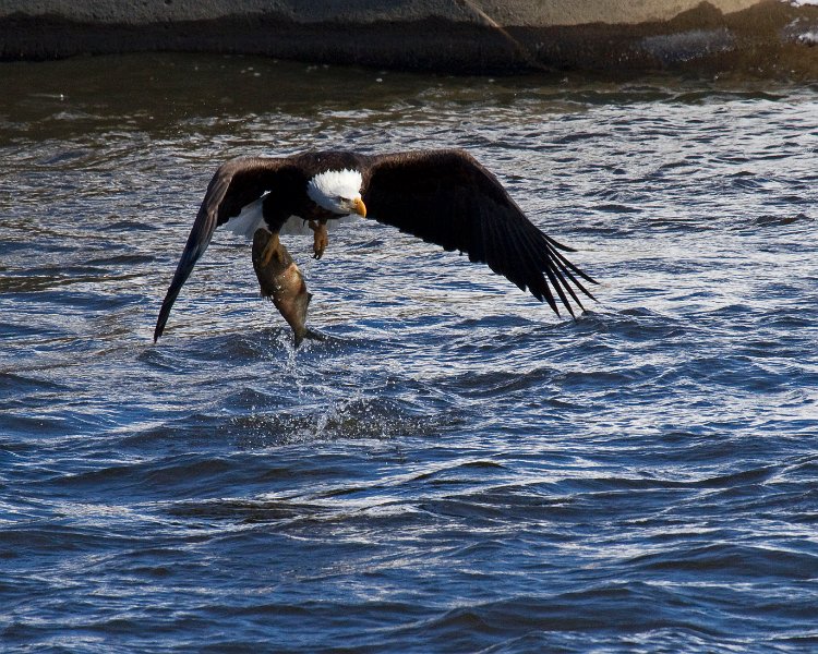BaldEagle-0284