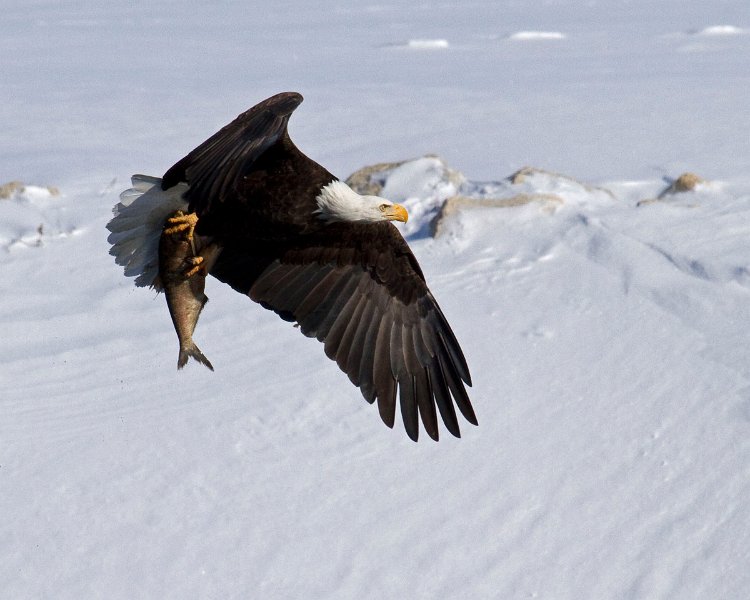 BaldEagle-0289