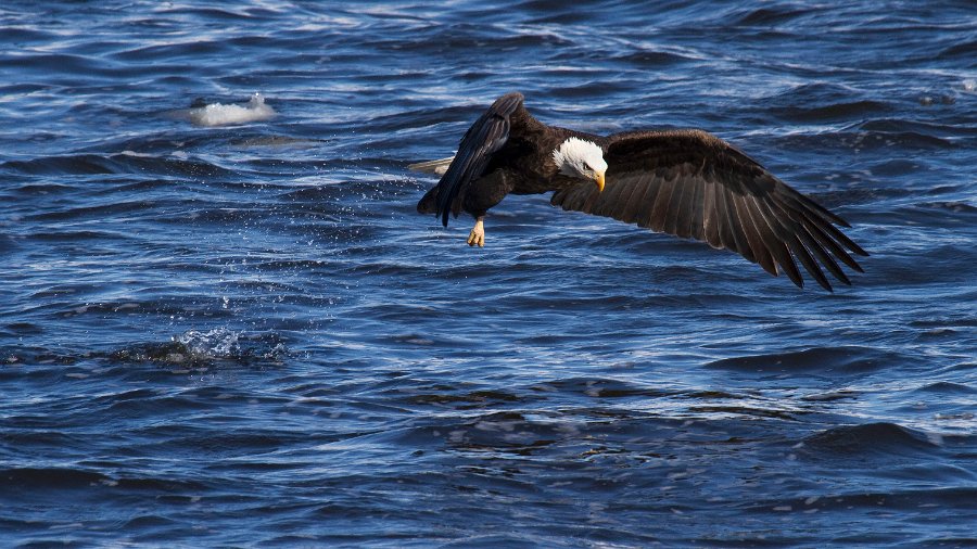 BaldEagle-0337