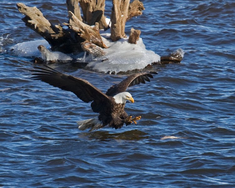 BaldEagle-0347