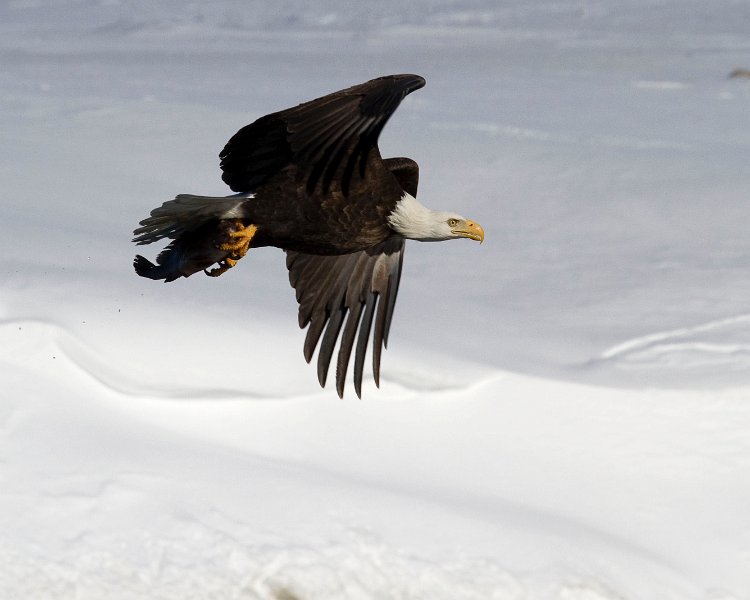 BaldEagle-0350