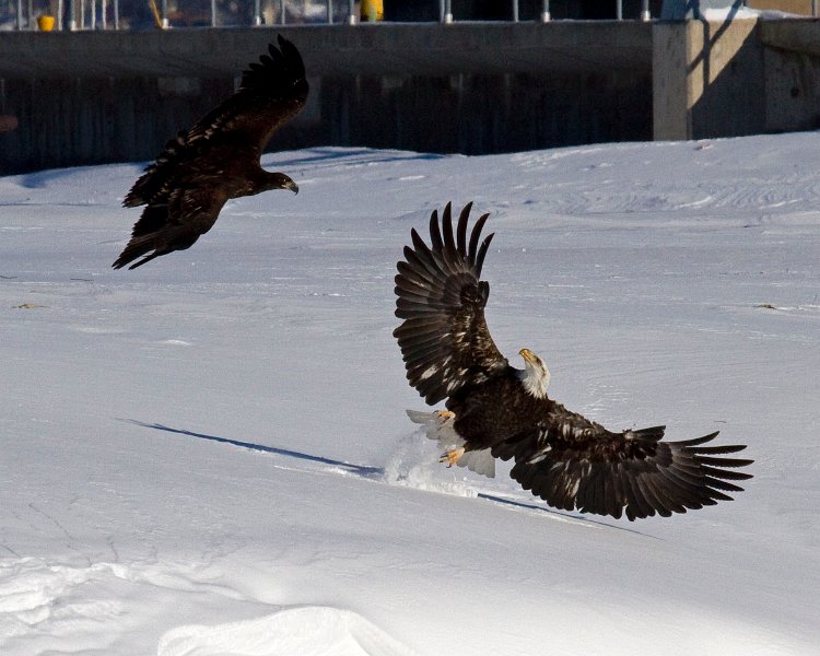 BaldEagle-0355