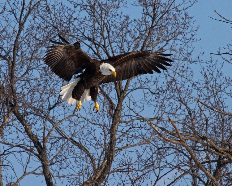 BaldEagle-0405