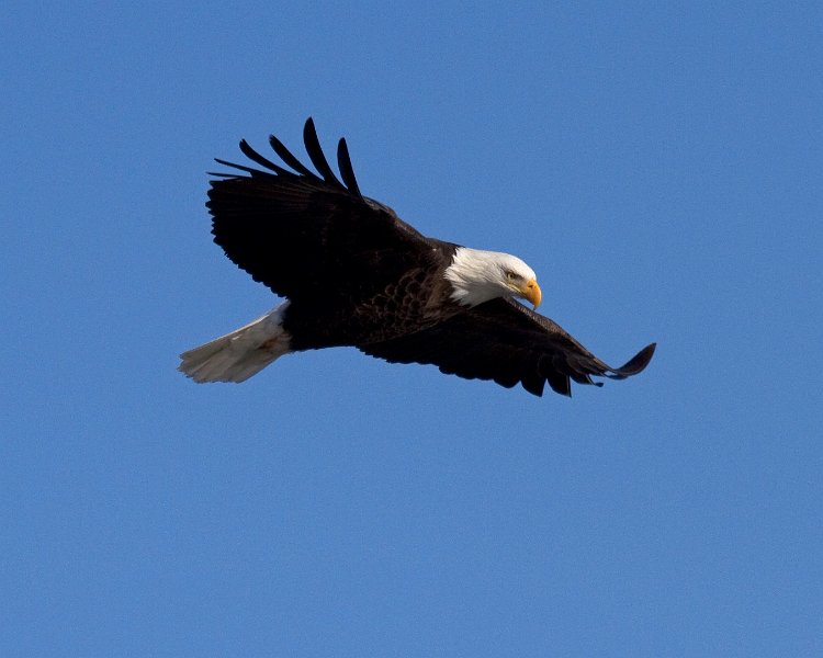BaldEagle-0419