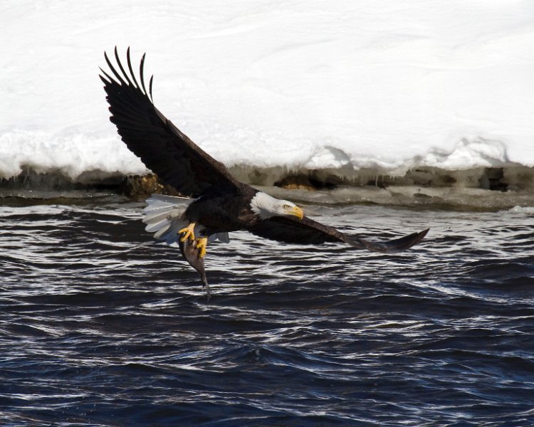 BaldEagle-0429