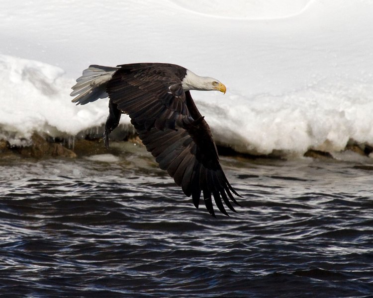 BaldEagle-0433