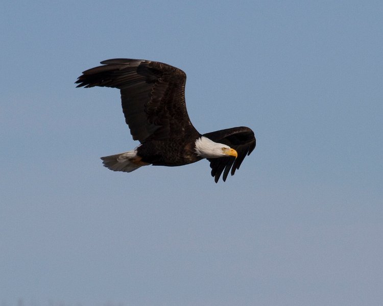 BaldEagle-0436