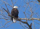 BaldEagle-0068.jpg