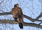 BaldEagle-0084.jpg