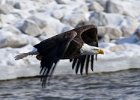 BaldEagle-0134.jpg