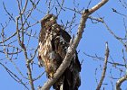 BaldEagle-0170.jpg