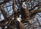 BaldEagle-0195.jpg