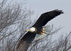 BaldEagle-0227.jpg