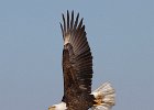 BaldEagle-0237.jpg