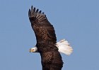 BaldEagle-0243.jpg