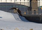 BaldEagle-0244.jpg