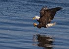 BaldEagle-0247.jpg