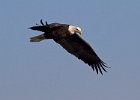 BaldEagle-0250.jpg