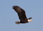 BaldEagle-0251.jpg