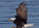 BaldEagle-0253.jpg
