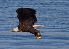 BaldEagle-0254.jpg