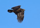 BaldEagle-0256.jpg