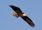 BaldEagle-0263.jpg