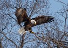 BaldEagle-0269.jpg