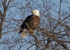 BaldEagle-0271.jpg