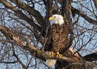 BaldEagle-0273.jpg
