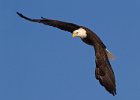 BaldEagle-0275.jpg