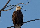 BaldEagle-0277.jpg