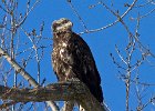 BaldEagle-0278.jpg