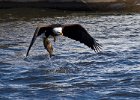 BaldEagle-0284.jpg