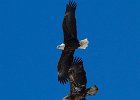 BaldEagle-0290.jpg