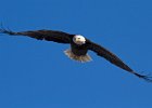BaldEagle-0292.jpg