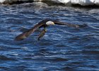 BaldEagle-0317.jpg