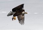 BaldEagle-0333.jpg